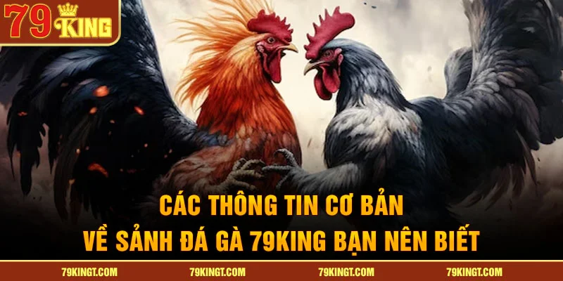 Các thông tin cơ bản về sảnh đá gà 79KING bạn nên biết